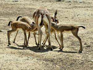 İzmir Doğal Yaşam Parkı'nda Ceylan Bereketi