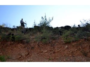 Yamaç’tan Çalılıkların İçine Atlayan 54 Keçi Telef Oldu