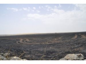 Siverek'te Biçilmeye Hazır Ekinler Kül Oldu