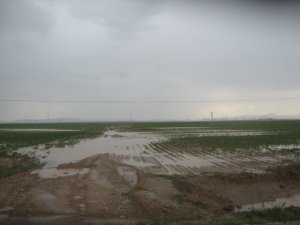 Pas hastalığı korkutuyor