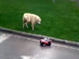 Köpeğin uzaktan kumandalı arabayla imtihanı