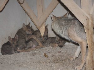 6 kurt yavrusu dünyaya geldi