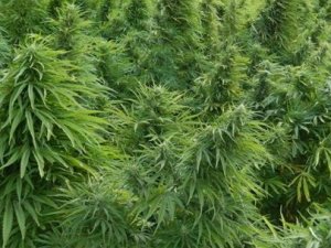 Serada Hint keneviri yetiştirmiş