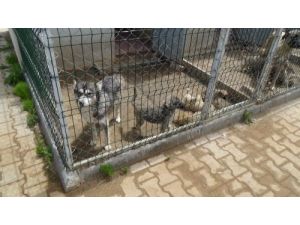 Yozgat’ta Başı Boş Köpekler Modern Barınakta Korunuyor