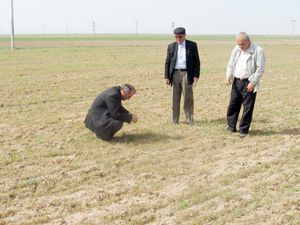 Dedeler’de buğday ekili araziyi don vurdu