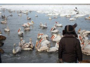 Sibirya Pelikanları Kışın Türkiye’ye Tatile Gidiyor