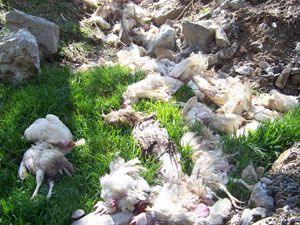 Şoför çorba içmeye kamyonet uçuruma gitti