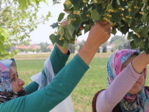 Konya Ovasında Ihlamur kokusu