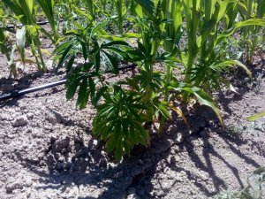 Konya'da 760 kilo esrar ele geçirildi