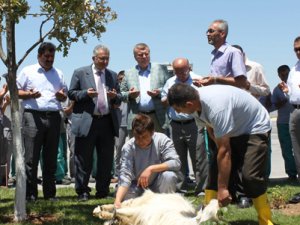 Komgıda sezonunu ilk buğdayını aldı