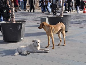 Sokak hayvanlarını unutmayın