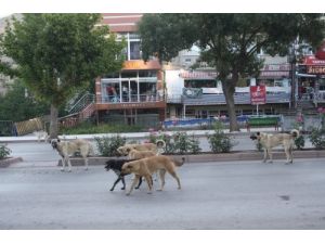 Başıboş Köpekler Korku Salıyor