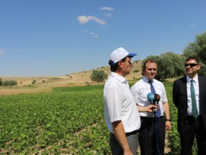 Soya fasulyesinde organik dönem