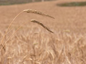 Hububatta kuraklığa rağmen yüksek verim