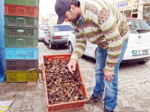 Harçlıklar salyangozdan çıkıyor