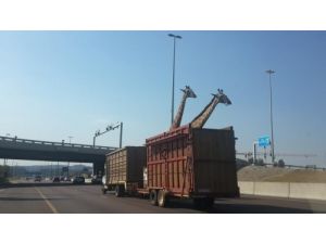 Kamyonla Taşınan Zürafa Kafasını Köprüye Çarparak Öldü