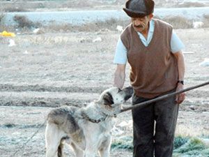 Selçuklu’da başıboş köpekler toplanıyor