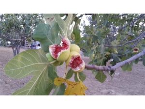 Çiy Ve Yağmur İncirde Bozulmaya Sebep Oldu (Özel)