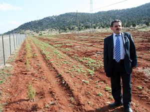 Gölkaya Beldesi’nde üzüm fidanı dikildi