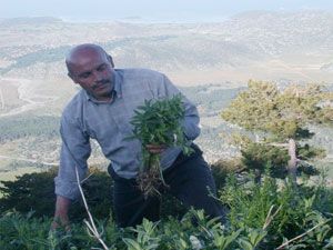 Doğadan toplanan otlar sofraların vazgeçilmezi