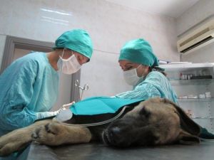 Trafik Mağduru Köpeğe Cerrahi Müdahale