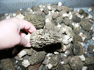 Kuzugöbeği mantarı sezonu 30 liradan açtı