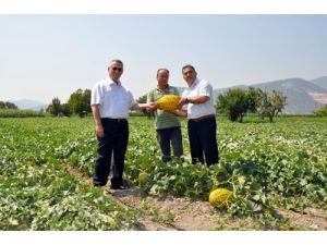 Kırkağaç Kavununda Bu Sene Verimin Yüksek Olması Bekleniyor