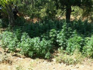 jandarmadan uyuşturucu operasyonu