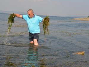 Suyu çekilen Sapanca Gölü'nü yosun kapladı