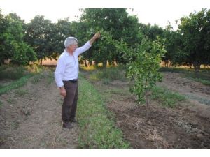 Toprak Tahlili Yaptırıp Kuruyan Bademlerin Yerine Fındık Dikti 1'e 5 Ürün Aldı