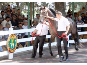 Taylar, Lüks Daire Fiyatına İhaleyle Satıldı