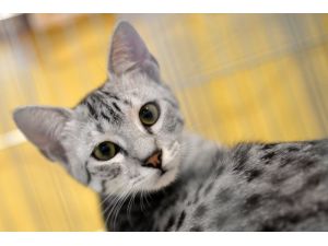 Ankara Kedisi, Moskova’daki Kedi Fuarının Gözdesi Oldu