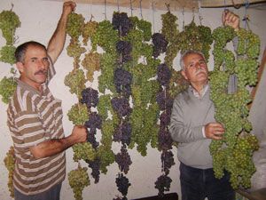 Kilerdeki üzümler yeni tüketiliyor