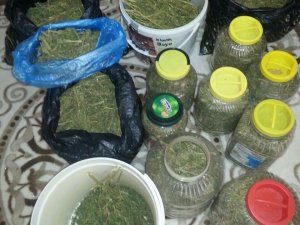 Bonzaiyi turşu bidonunda sakladılar