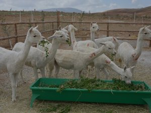 Alpaka develeri doğuma dazırlanıyor