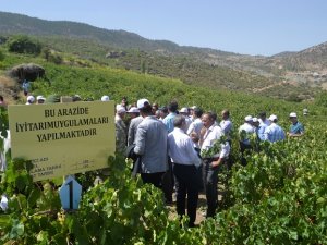 'İyi tarım' üzümleri hasat edildi