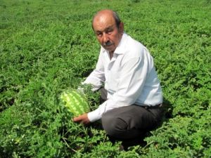 Araban Ovası'nda İkinci Ürün Hasadı Başladı