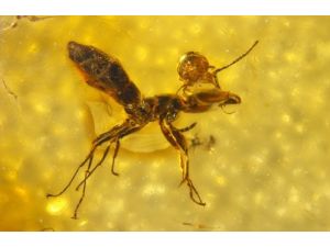 Amber İçinde 50 Milyon Yıllık Karınca Bulundu