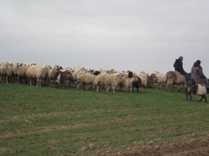 Çoban aranıyor