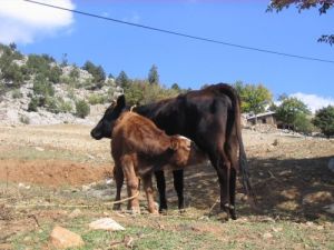 Yahyalı'da Kurban Bayramı Öncesi Karantina Problemi