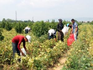 Mevsimlik Çocuk İşçiler İçin Dönüş Zamanı