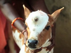 Hindistan'da 3 gözlü doğan oğlak tanrı ilan edildi