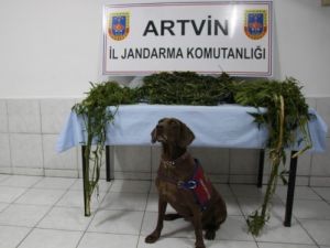 Jandarma'dan Borçka'da Uyuşturucu Operasyonu