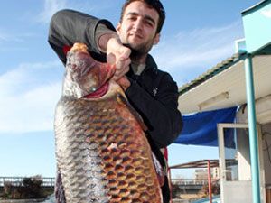17 kilogramlık sazan balığı 102 TL  