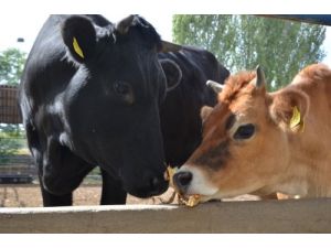 'Hayvancılığın Geleceği İçin Dişi Hayvanlar Kurbanlık Olarak Tercih Edilmemeli'