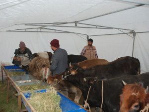 Canlı hayvanın kilosu 12 lira