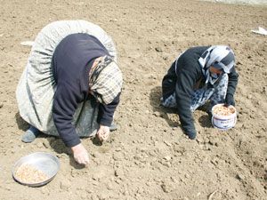 Yüksek fiyatlar, üreticiyi soğana yönlendirdi