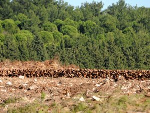 Çanakkale'nin en güzel ormanı odun oldu