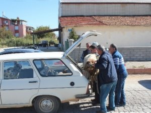 Tebessüm Ettiren Kurbanlık Taşıma Manzaraları