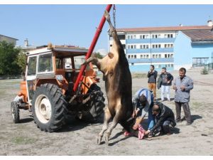 Kaçan Kurbanlık Tosun Sahiplerini 2 Saat Peşinden Koşturdu